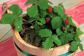 阳台盆栽草莓怎么缓苗