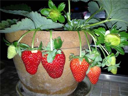草莓夏季休眠的养护