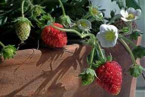 阳台草莓种子怎么播种