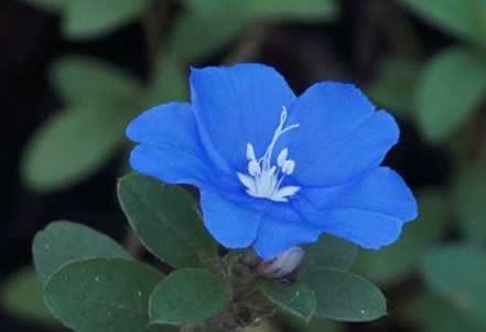 蓝星花的花朵