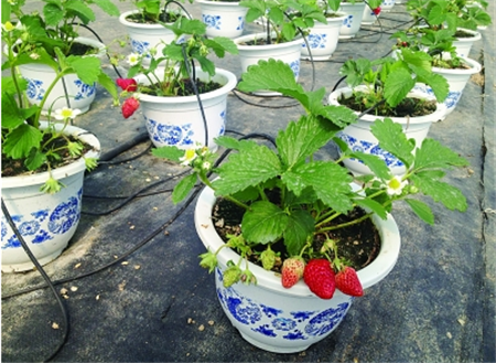 草莓开花时要施肥吗