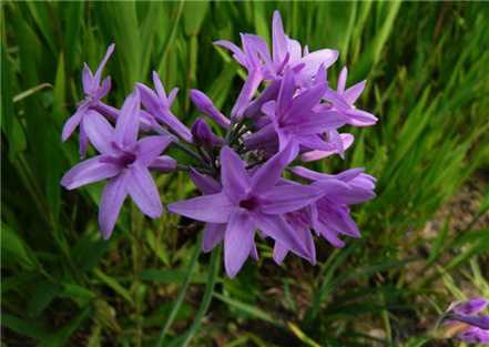 紫娇花的养殖方法
