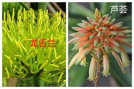 龙舌兰和芦荟的区别之花朵