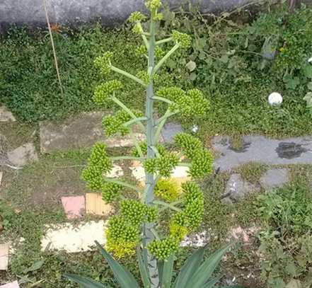 龙舌兰的花朵形态