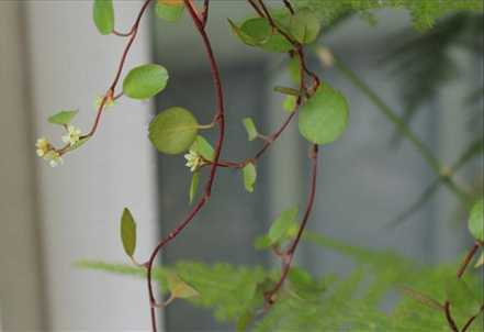 千叶吊兰开花图片