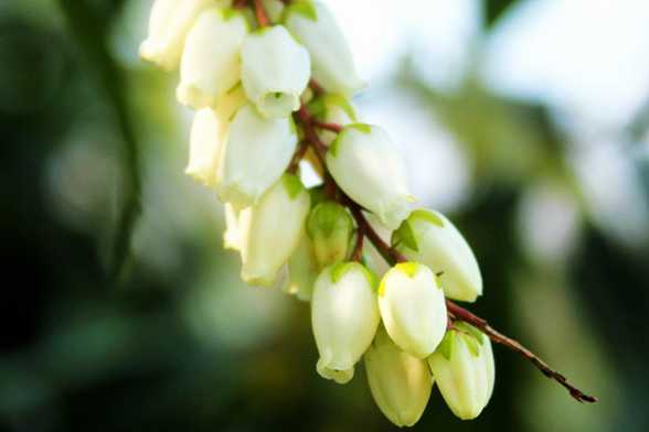 马醉木会开花吗