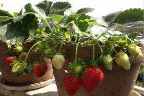 阳台草莓播种及养护注意事项