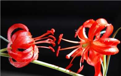 山丹丹花：红遍天下的名花