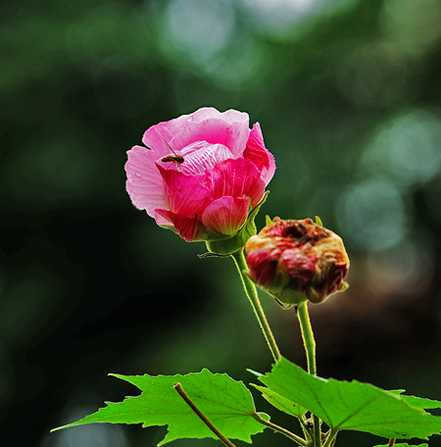 木芙蓉的修剪与养护