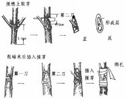 美人梅的芽接图