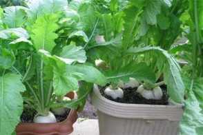 阳台萝卜菜的种植方法