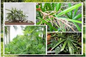 棕竹有哪些品种