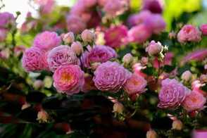 蔷薇花的冬季养殖方法