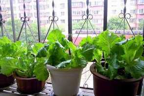 盆栽生菜的养殖方法和注意事项