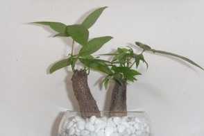 发财树 | 适合客厅养的水养植物