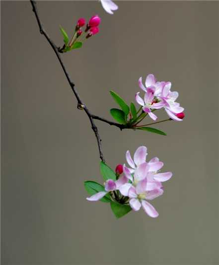 垂枝海棠什么时候开花