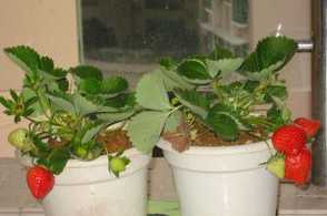 阳台草莓的种植方法