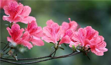 杜鹃花要水肥结合