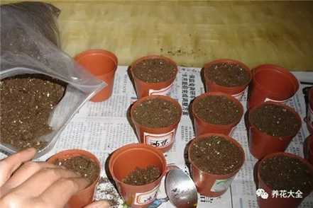 准备土壤与育苗盒