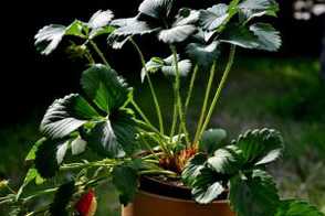 草莓的盆栽方法