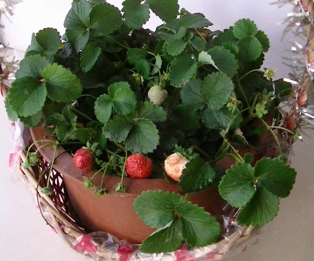 盆栽草莓的温度选择