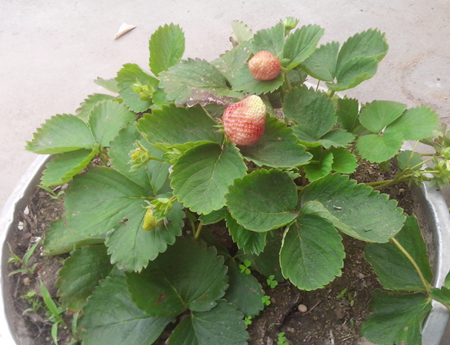 盆栽草莓的繁殖