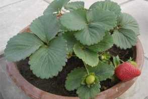 盆栽草莓的养护要点