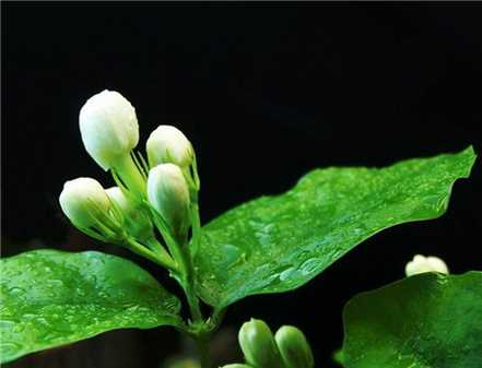 茉莉花冬季浇水