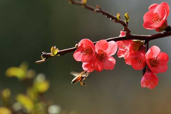 怎样让梅花春节开花