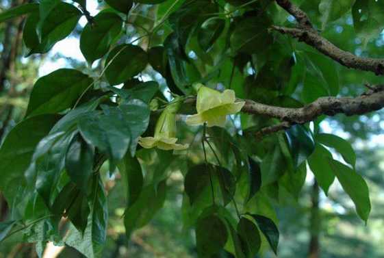 小萼菜豆树