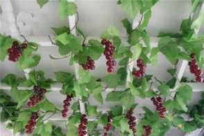 阳台盆栽葡萄怎么修剪