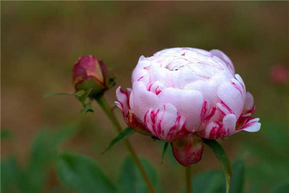 芍药的常见品种