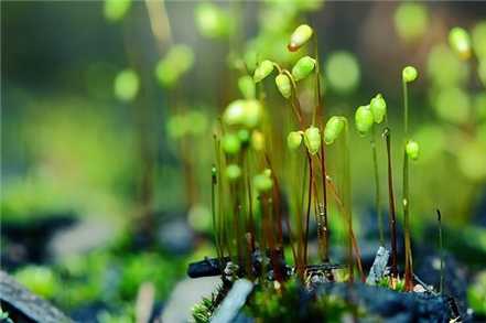 养殖苔藓微景观的方法