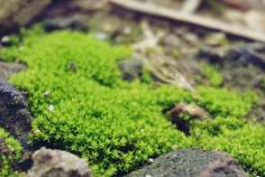 苔藓微景观怎么养