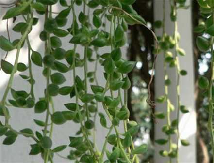 珍珠吊兰生长对湿度的要求