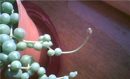 珍珠吊兰养殖对土壤的要求
