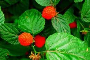 刺莓的养殖方法和注意事项
