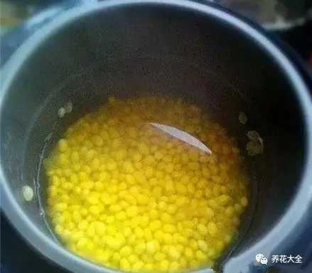  （1）把黄豆用清水煮开，煮黄豆的锅要干净无油，水中不能加盐。