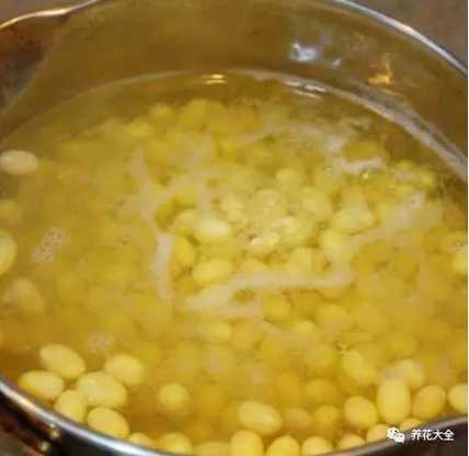 （2）煮好之后把黄豆捞出，黄豆水放凉之后浇给绿萝。