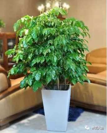 幸福树喜欢半阴环境，适合放在宽阔明亮的客厅，大约5-7天浇一次水。