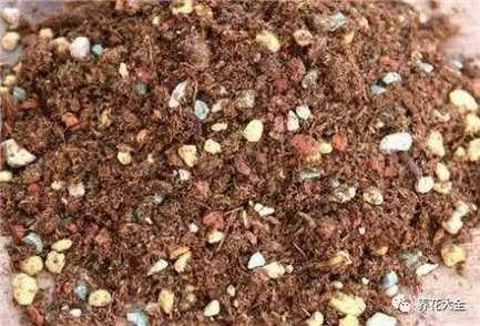 在温室、大棚等，湿度大、闷热的地方，可以用腐叶土：珍珠岩：赤玉土：粗砂=3：3：1：1的比例配制。