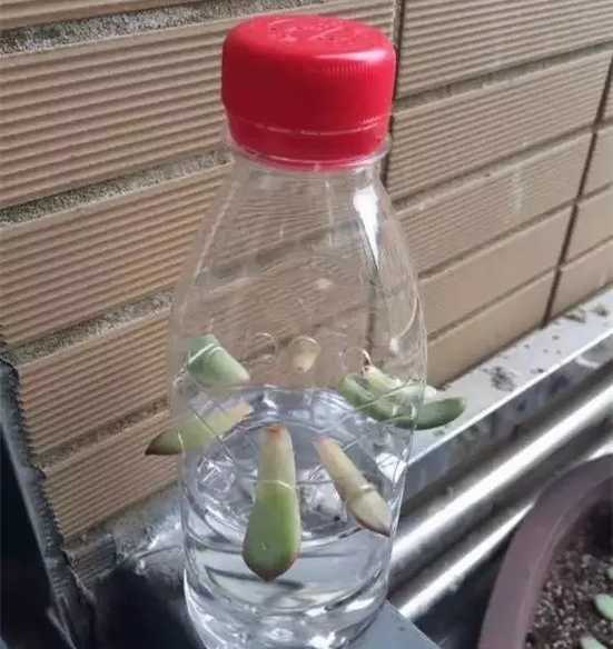 如果是想要多肉叶片快速生根的话，可以找个塑料瓶，装半瓶水，在水面上插几个洞，把叶片插入进去就能很快生根了。