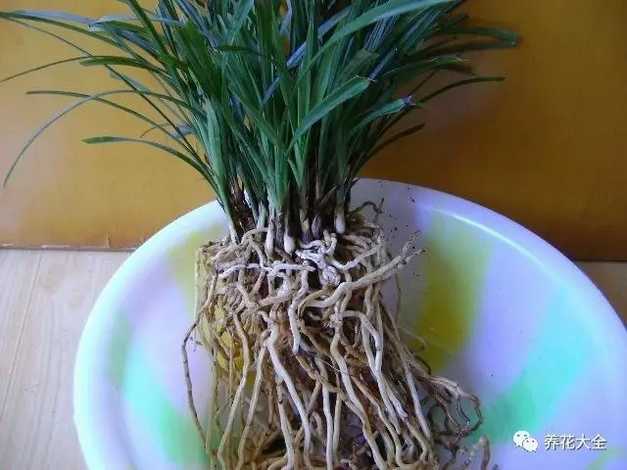 1.把兰花脱盆，用清水洗干净根上的土壤。
