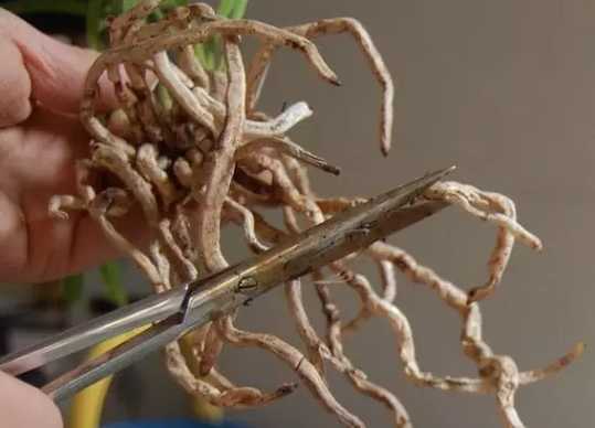 将兰花根系里的烂根、空根统统剪掉，并在伤口上，涂抹草木灰或多菌灵消毒，散光通风处晾干15-30分钟。