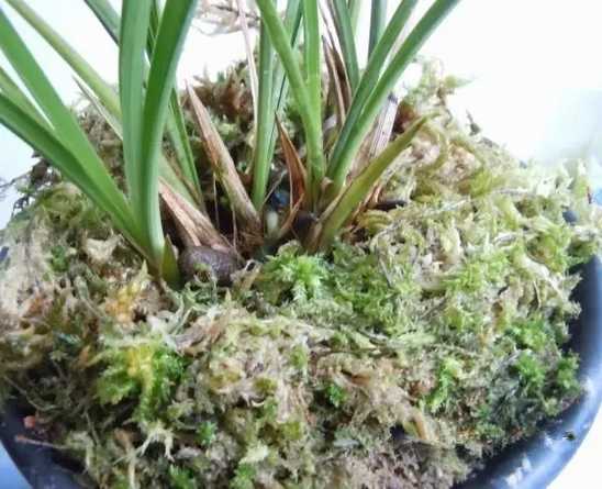 4.把兰花根部用水苔包裹起来，放进花盆。