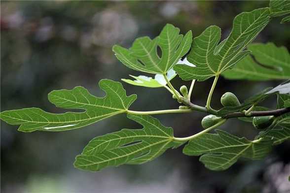 无花果的繁殖方法