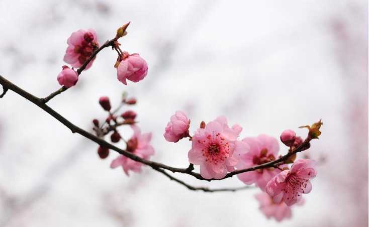 花中之魁——梅花