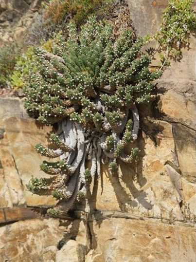 Euphorbia caput-medusae：美杜莎