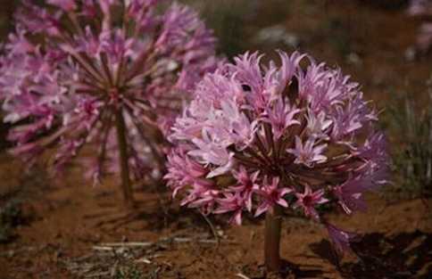 Brunsvigia bosmaniae：南非灯台花