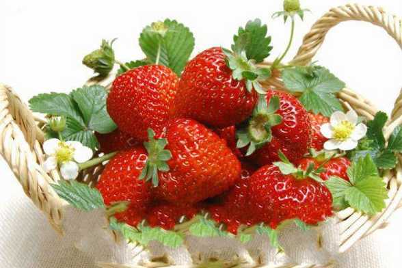 草莓的家庭繁殖方法